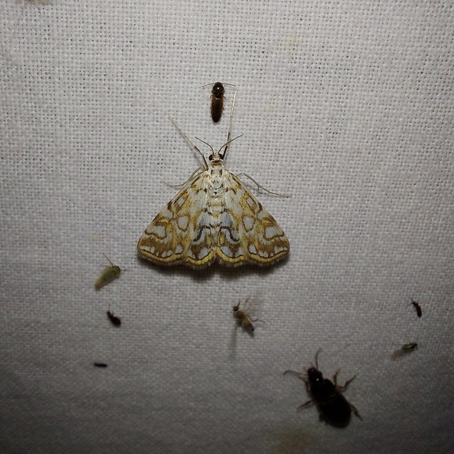 Elophila nymphaeata - tarka vízimoly