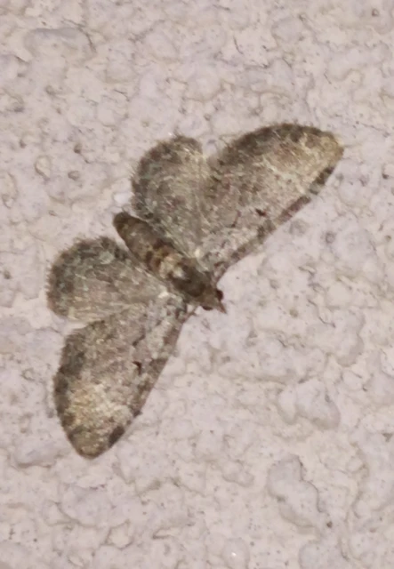 Pasiphila chloerata - hamvas törpearaszoló