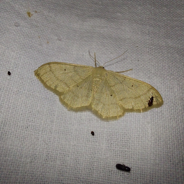 szalmasárga sávosaraszoló - Idaea straminata