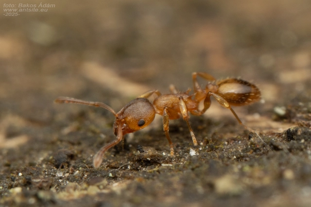 Temnothorax crassispinus - gubacslakó kéreghangya