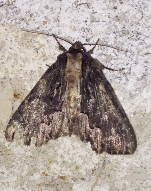 Dypterygia scabriuscula - szurokbarna nyáribagoly