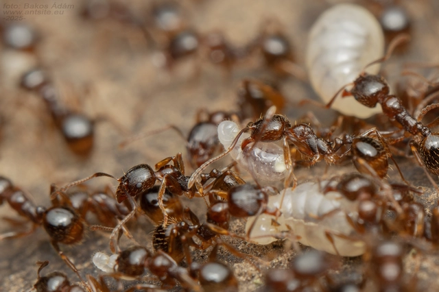 Aphaenogaster subterranea - vörös karcsúhangya