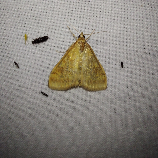 Sitochroa verticalis - világossárga dudvamoly