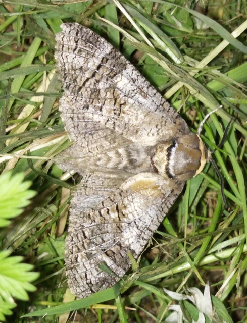 Cossus cossus - fűzfarontólepke
