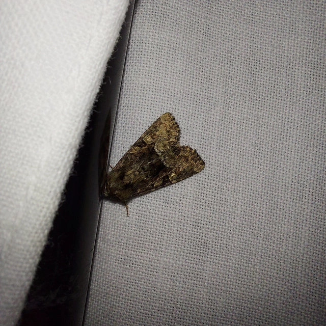 Oligia strigilis/latruncula/versicolor