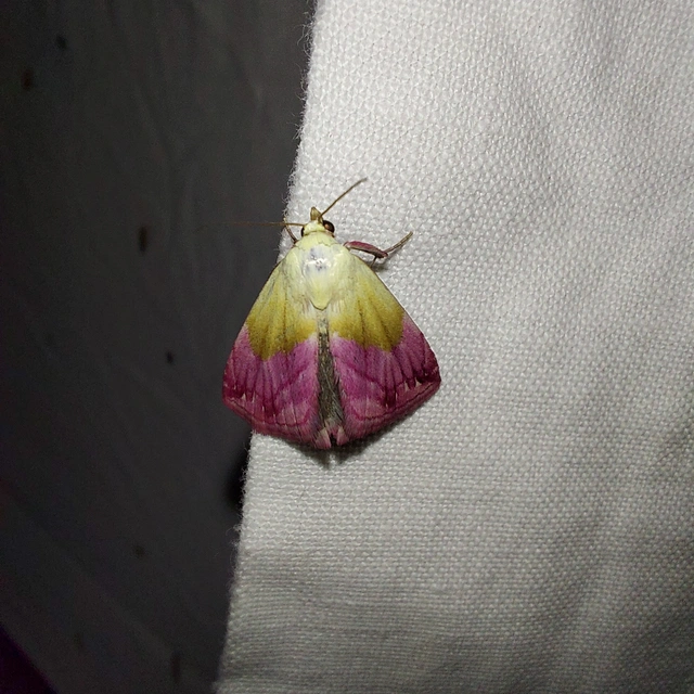 bíboros törpebagoly - Eublemma purpurina