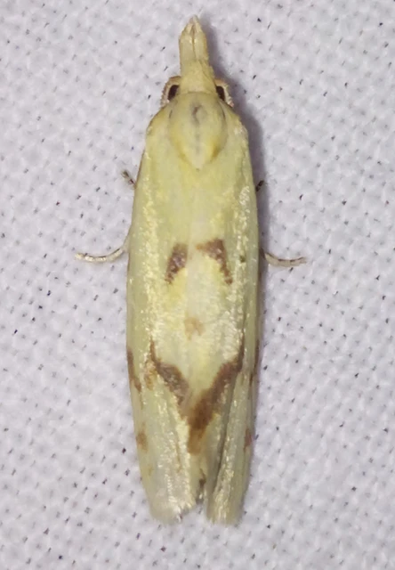Agapeta hamana - közönséges sárgamoly
