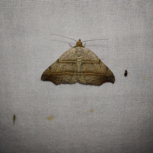 zuzmóbagoly - Laspeyria flexula