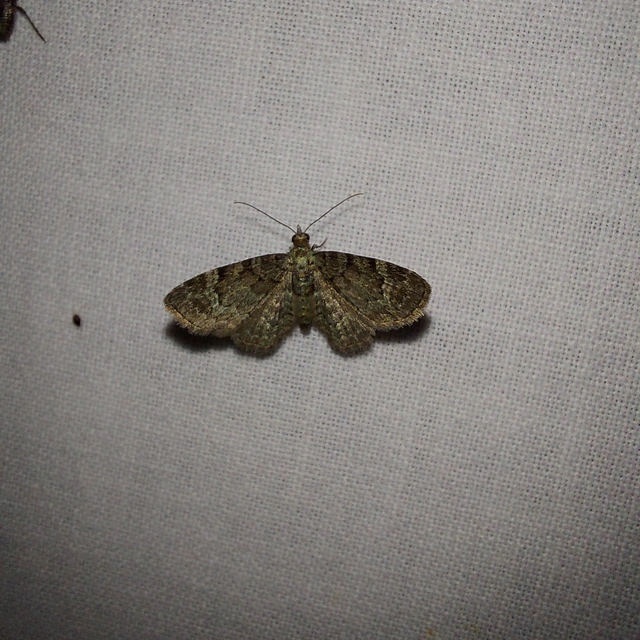 Pasiphila rectangulata - almavirág-araszoló