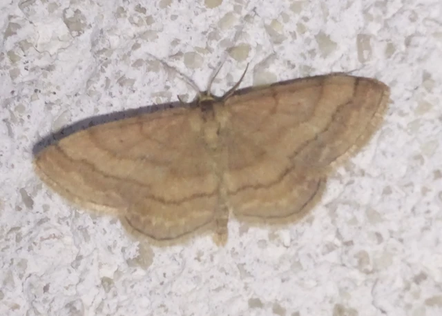 réti pirosaraszoló - Scopula rubiginata