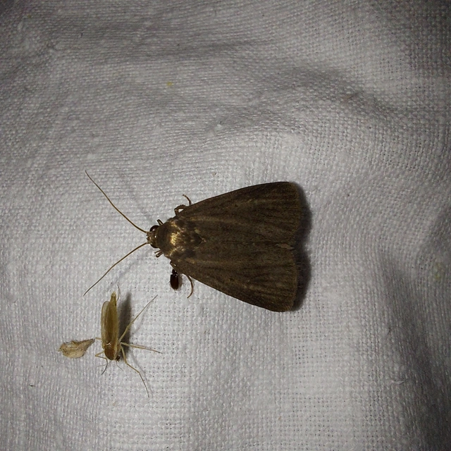 Kovács Sándor lápibaglya - Gracilathetis kovacssandori