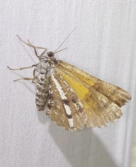 fenyőaraszoló - Bupalus piniaria