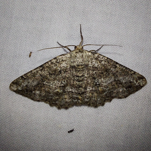 ürömaraszoló - Synopsia sociaria