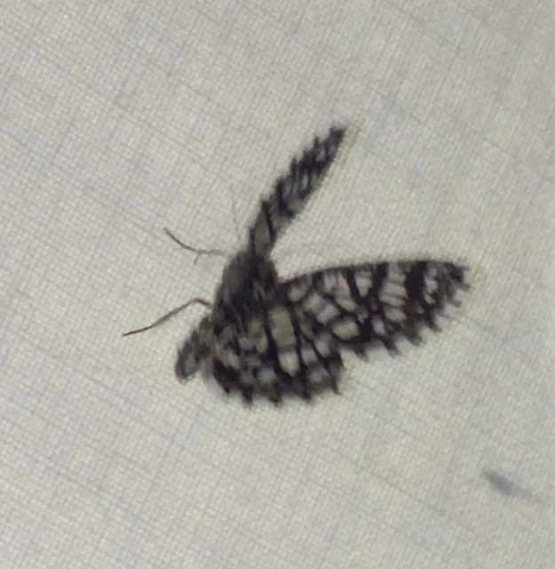 Chiasmia clathrata - rácsos rétiaraszoló