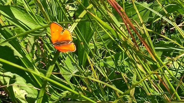 Lycaena dispar rutilus - nagy tűzlepke