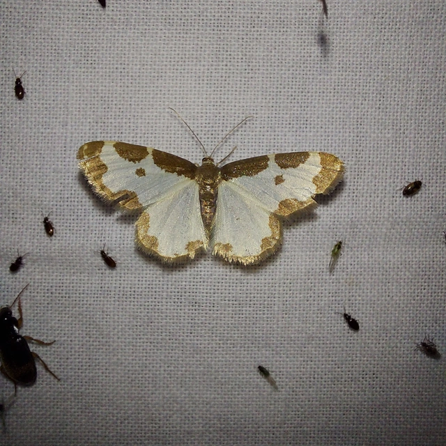 szegélyes nyárfaaraszoló - Lomaspilis marginata