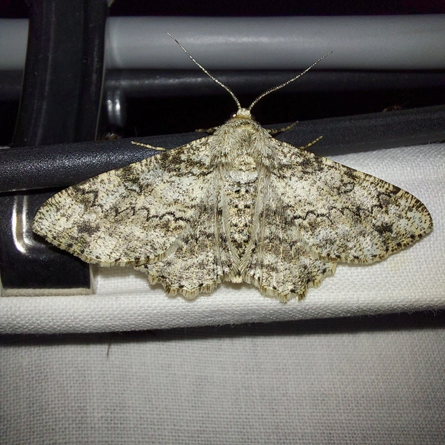 holdas faaraszoló - Ascotis selenaria