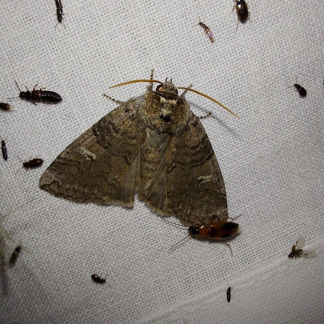 bélyeges pihésszövő - Tethea or