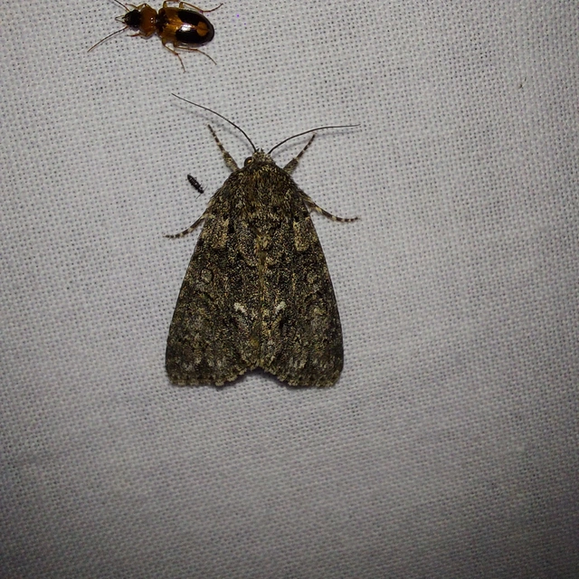 sóska-szigonyosbagoly - Acronicta rumicis