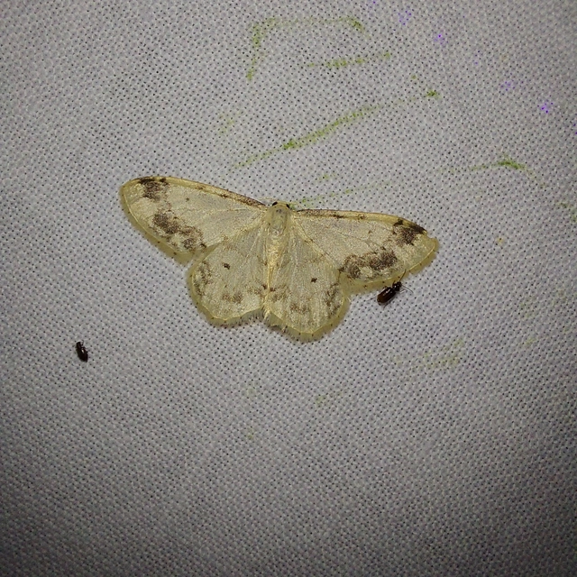 Idaea trigeminata - csúcsfoltos apróaraszoló