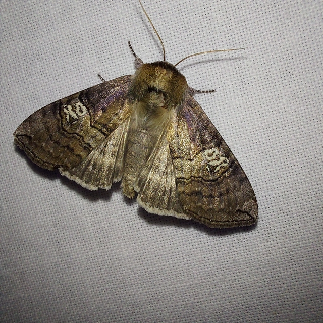 Tethea ocularis - pápaszemes pihésszövő