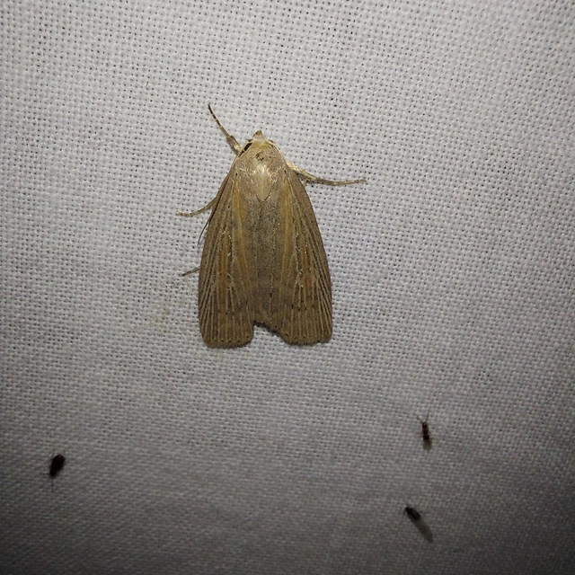 négyfoltos nádibagoly - Chilodes maritima