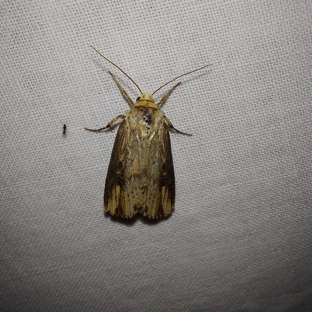 Axylia putris - vonalkás földibagoly