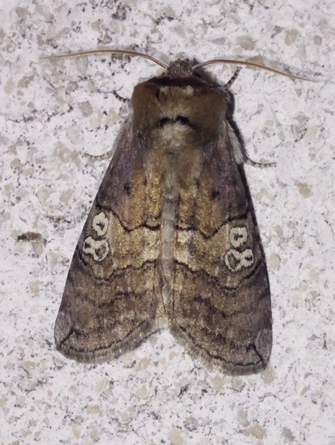 pápaszemes pihésszövő - Tethea ocularis