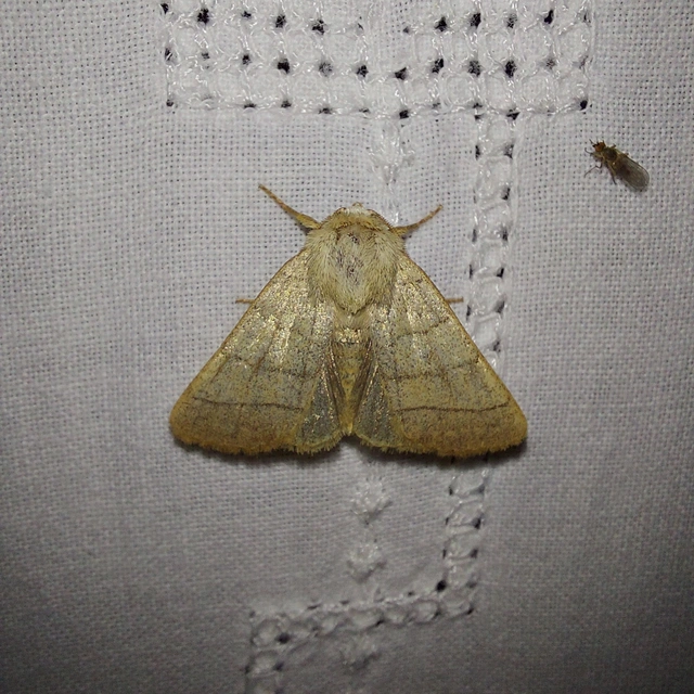 Charanyca trigrammica - háromsávos lombbagoly
