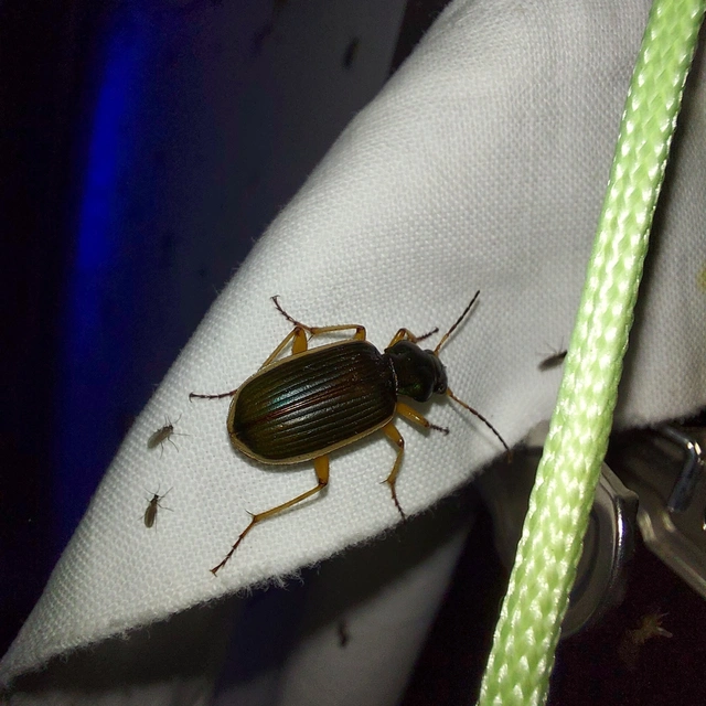 Chlaenius spoliatus - csupasz bűzfutó