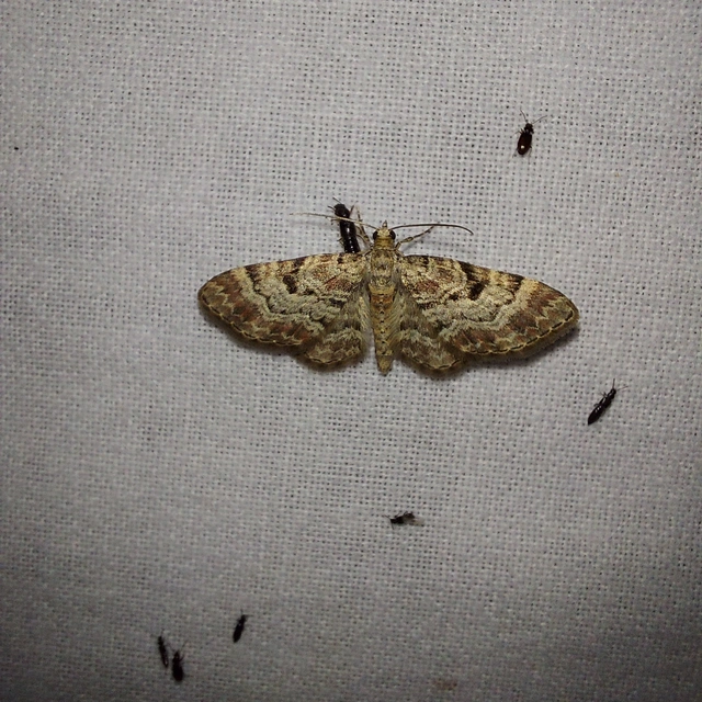 nagyfoltú törpearaszoló - Eupithecia abietaria