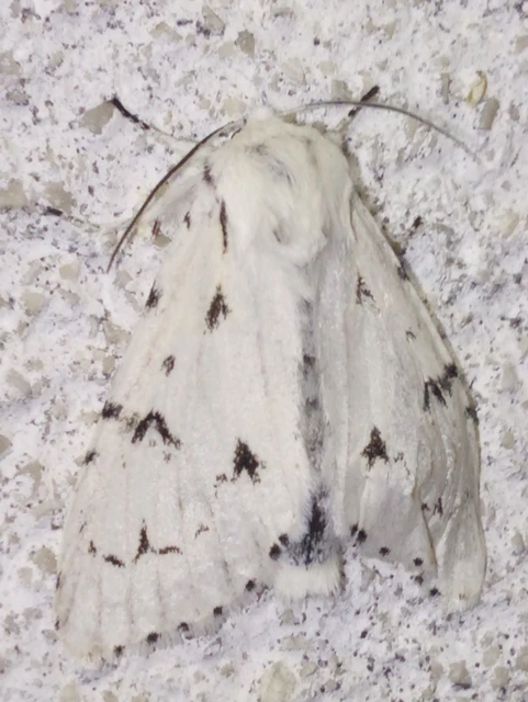 fehér szigonyosbagoly - Acronicta leporina