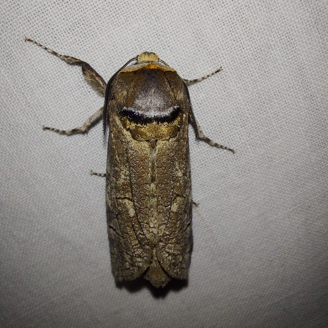 Cossus cossus - fűzfarontólepke