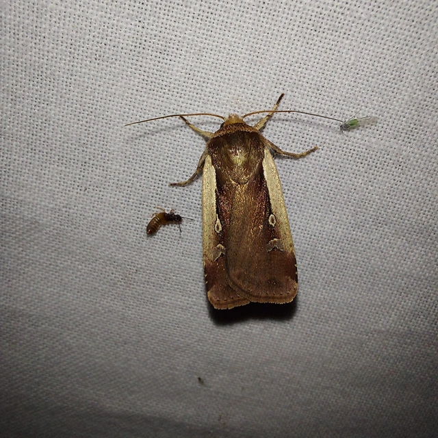 Ochropleura plecta - fehérszegélyű fűbagoly
