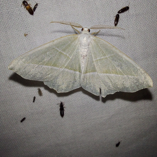 gyöngyházfényű zöldaraszoló - Campaea margaritaria