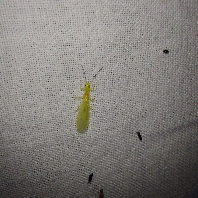 Plecoptera - Álkérészek