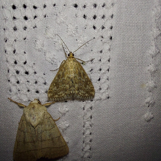 Evergestis frumentalis - tavaszi dudvamoly