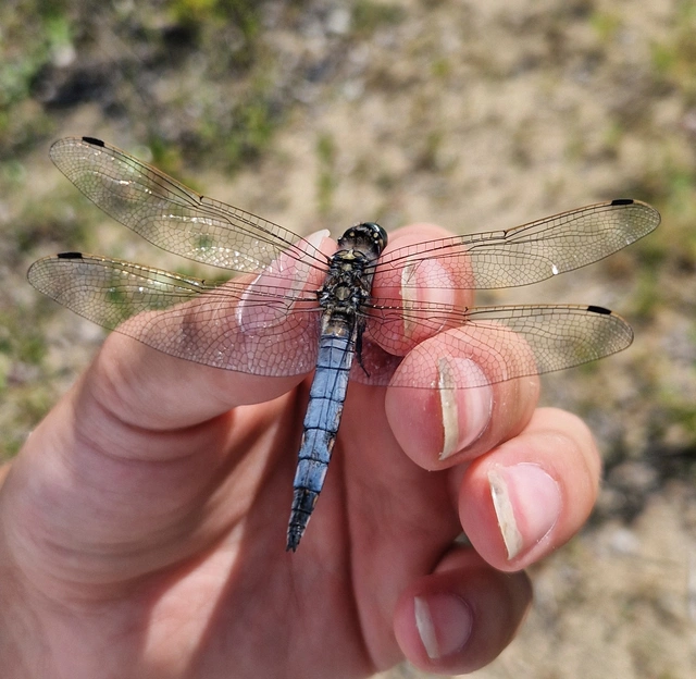 Orthetrum cancellatum - feketefarkú pásztorszitakötő