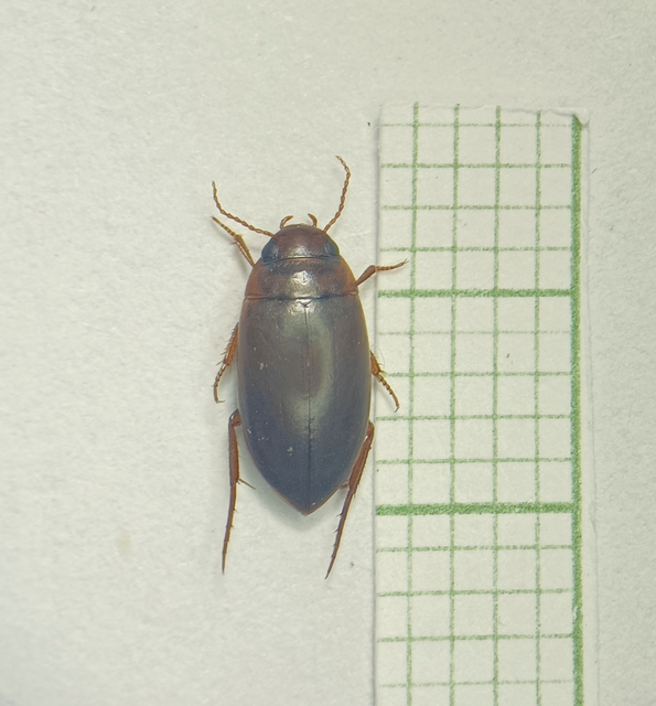 Coleoptera - Bogarak