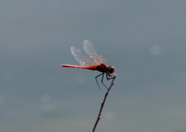 Sympetrum fonscolombii - vándor katona-szitakötő