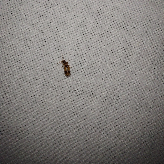 Notoxus monoceros - sárgahasú nyakszarvúbogár