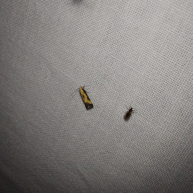 Brachmia dimidiella - citromkocsord-lápimoly