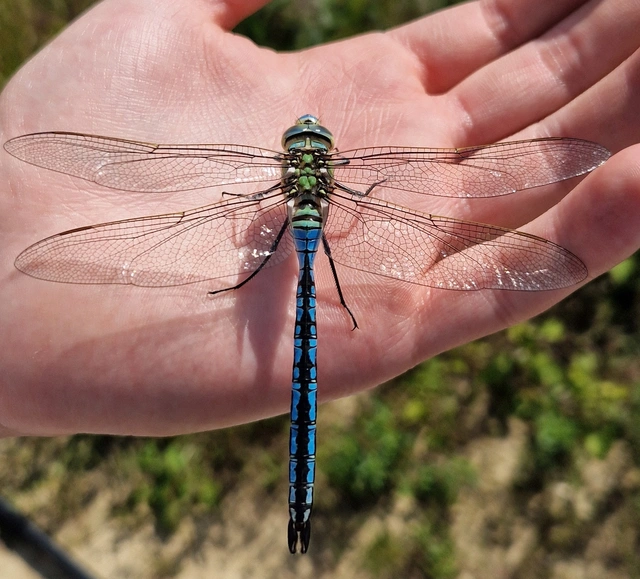 Anax imperator - zöld óriásacsa