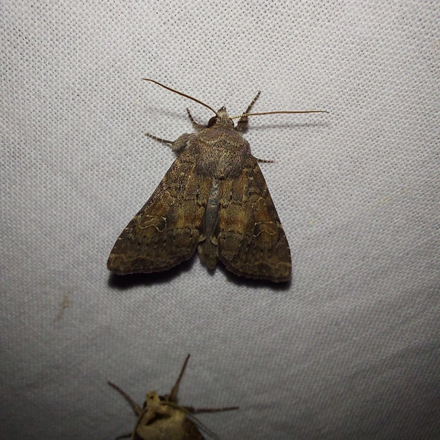 sötét erdeibagoly - Parastichtis suspecta