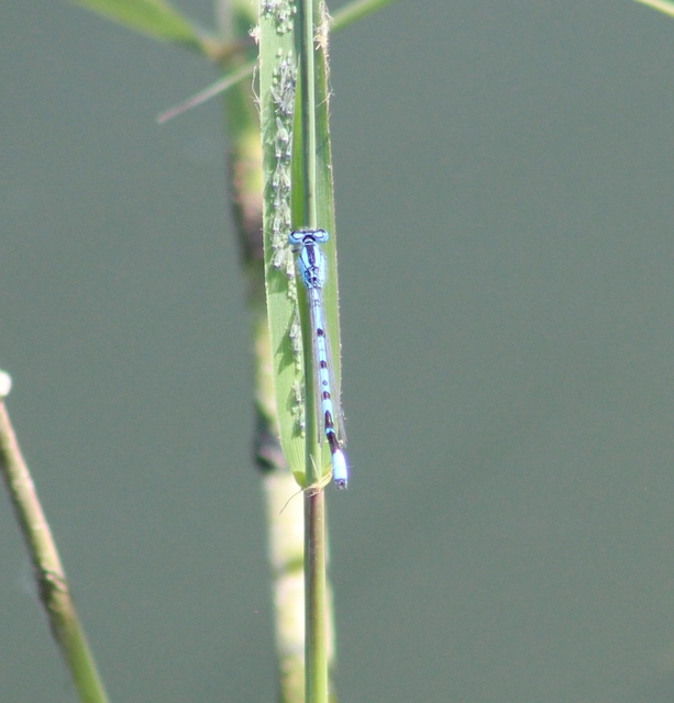 Enallagma cyathigerum - kéksávos légivadász