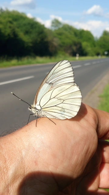 Aporia crataegi - galagonyalepke