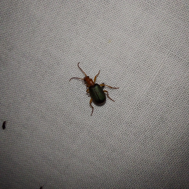 Brachinus