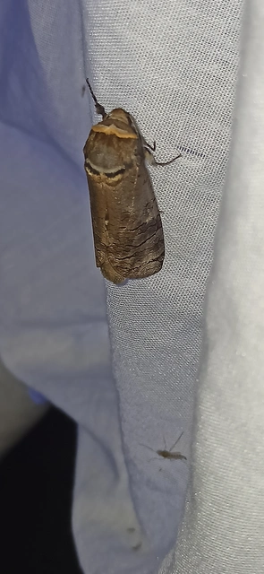 Cossus cossus - fűzfarontólepke