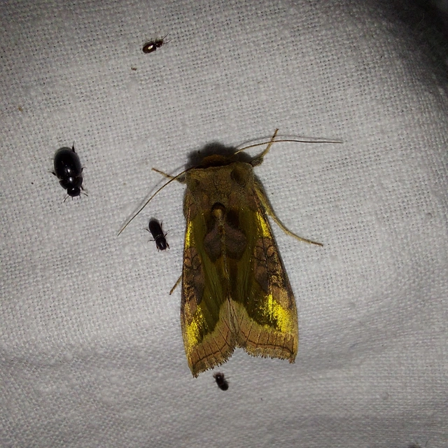 Diachrysia chrysitis - aranybagoly