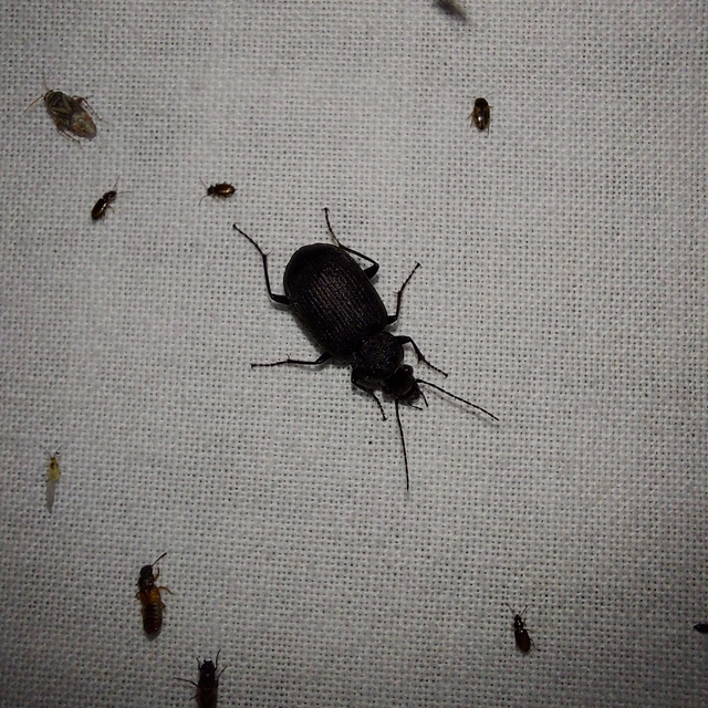 Chlaenius tristis - fekete bűzfutó